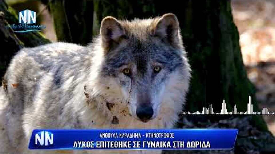 Λύκος επιτέθηκε σε γυναίκα στη Δωρίδα.