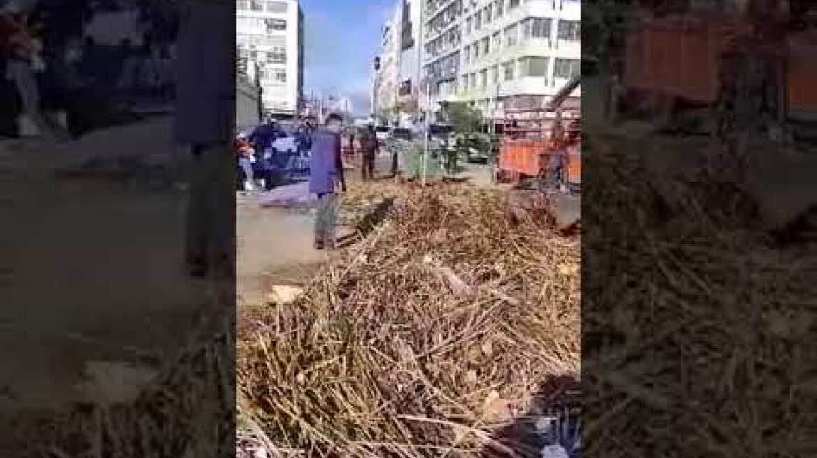 Thestival.gr Συνεργεία του δήμου Θεσσαλονίκης μαζεύει τα καλάμια από την παραλία