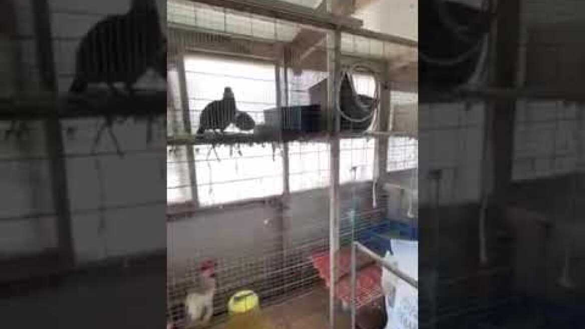 Εντόπισαν κοτέτσι και... στάνη στον 16ο όροφο πολυκατοικίας στους Αμπελόκηπους (1)