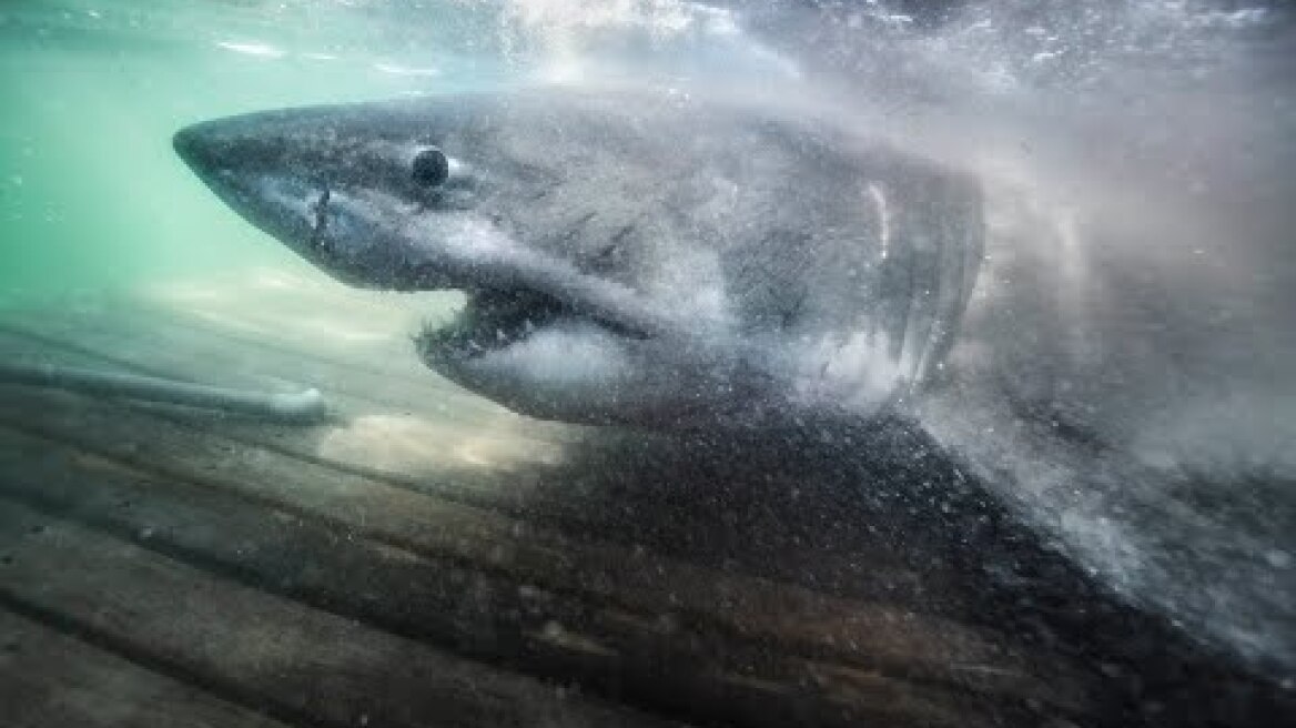 3,541LBS GREAT WHITE SHARK "NUKUMI"
