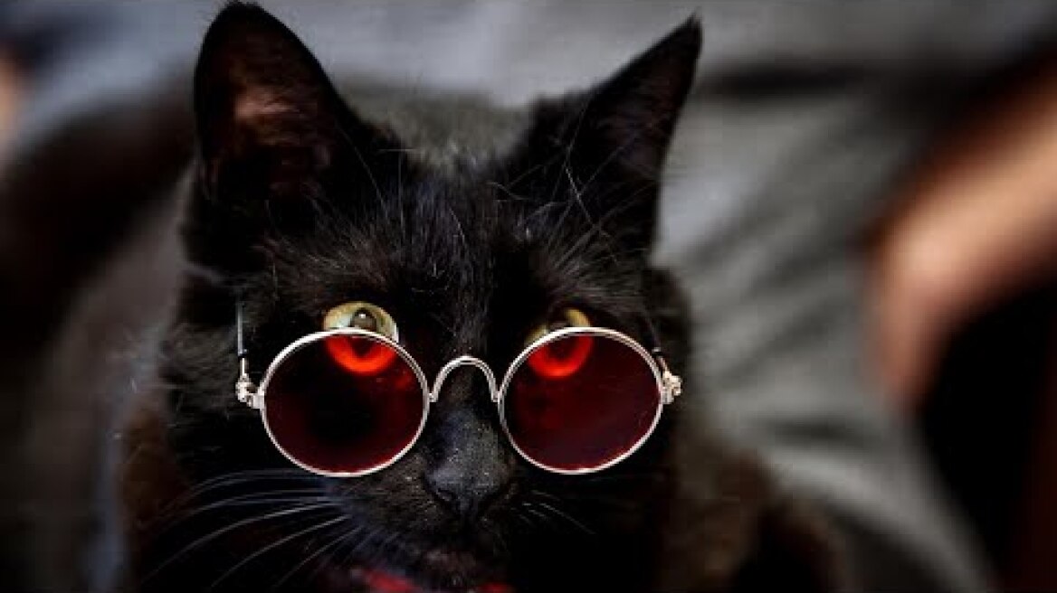 ‘This is crazy’: Queensland teacher identifies as a cat