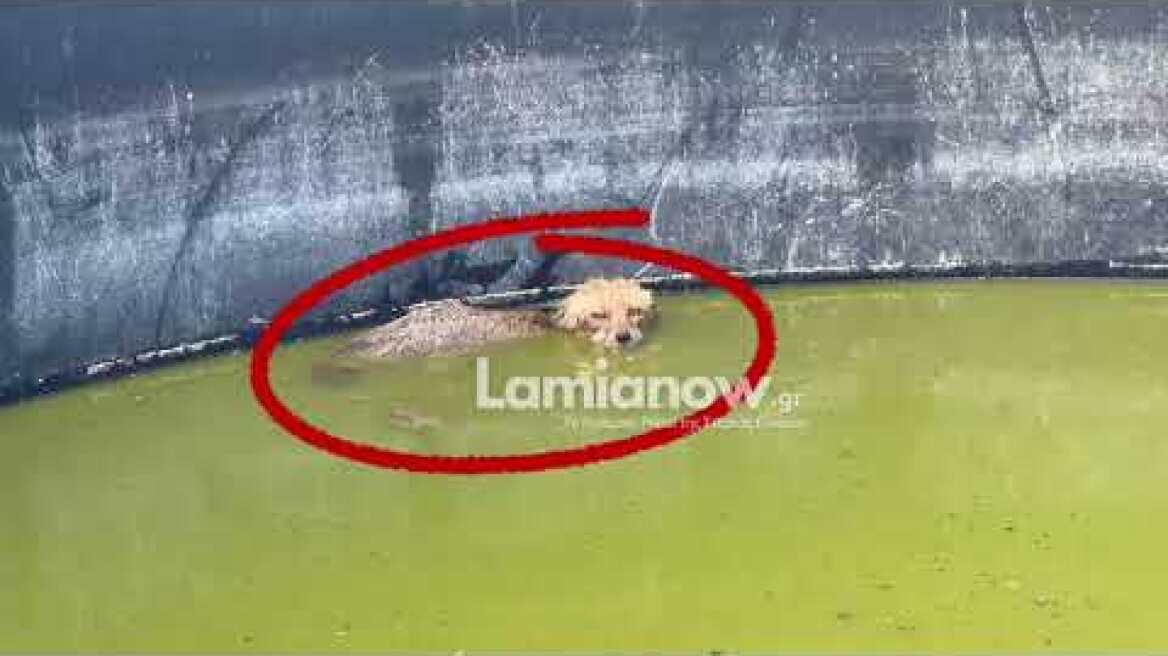 Λαμία: Εγκλωβισμένη αλεπουδίτσα σώθηκε από πνιγμό – εντοπίστηκε σε τυχαίο έλεγχο πυροσβεστών