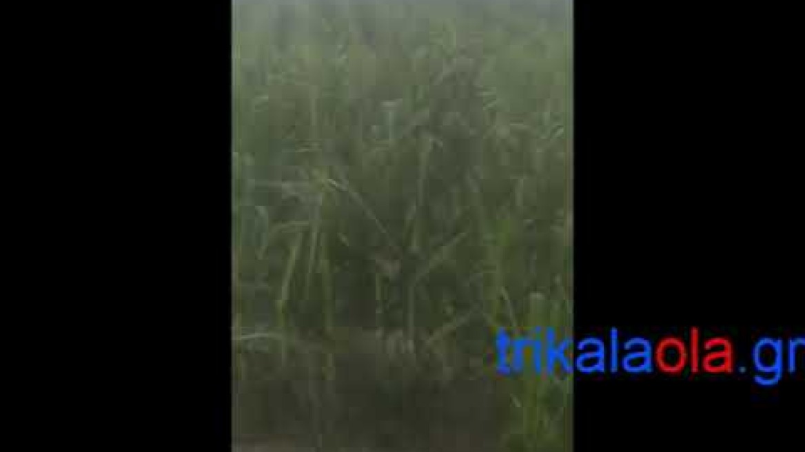 Τρίκαλα Χαλάζι χαλαζόπτωση καταστροφές καλαμπόκια μποστάνια Πετρωτό δήμου Φαρκαδόνας Κυριακή 20 6 20