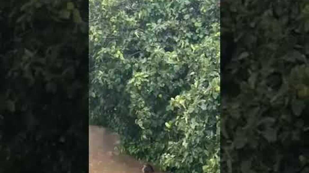 Σκιάθος: O Δήμαρχος βουτάει στα λασπόνερα και σώζει ανθρώπινες ζωές