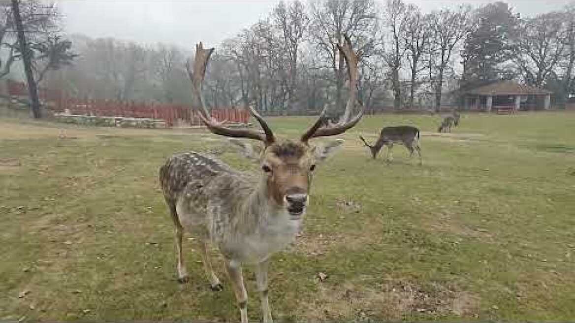 πάρκο ελαφιών Αγίου Δημητρίου