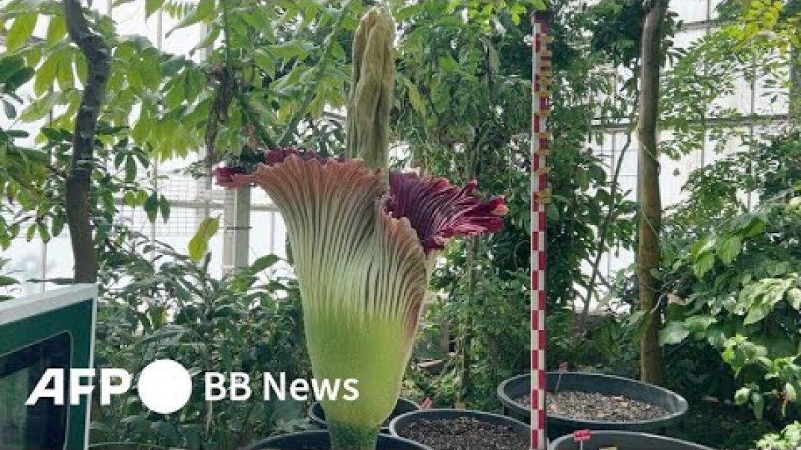 悪臭を放つ世界最大級の花 ベルギーで開花（2024年5月撮影）