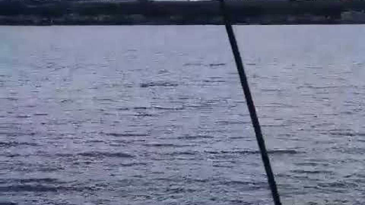 Δελφίνια στον Θερμαϊκό