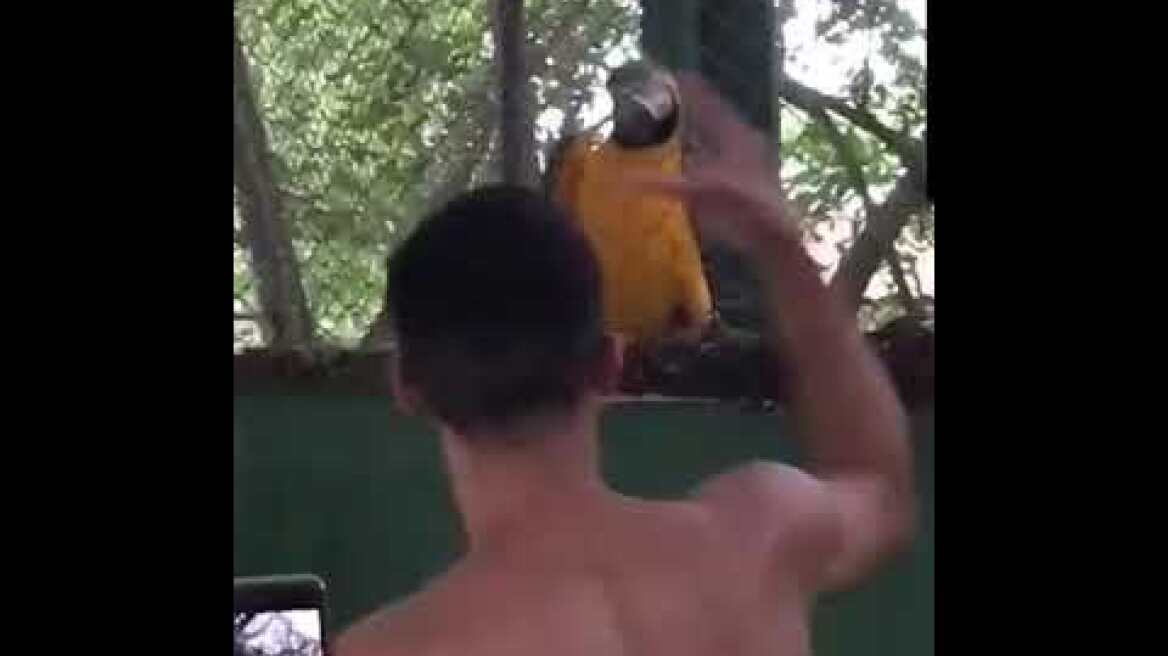 Παπαγάλος «τα σπάει» σε ρέιβ πάρτι