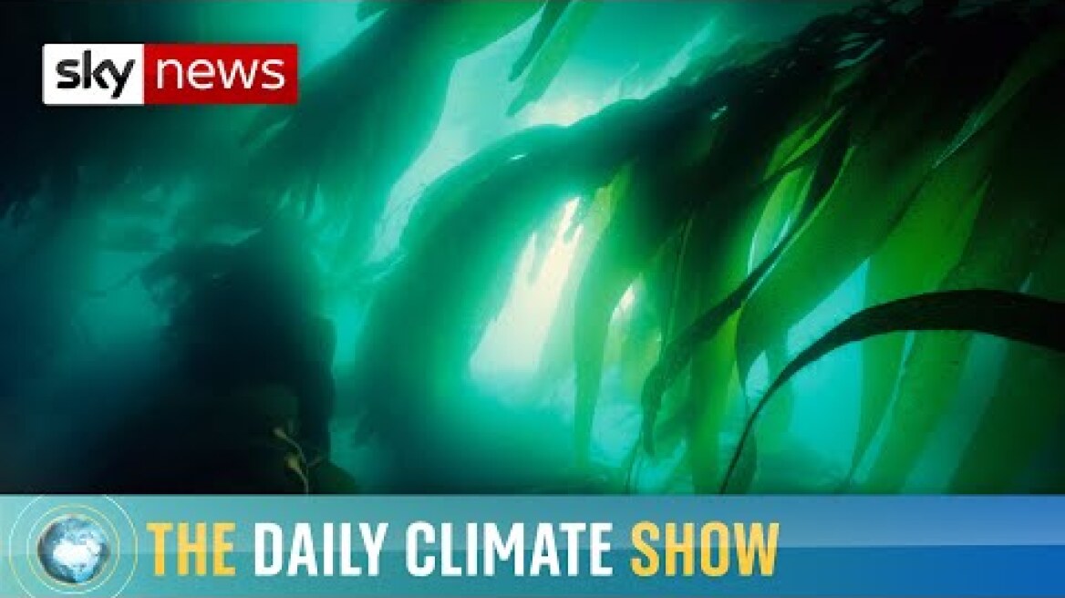 How does the sea battle climate change?