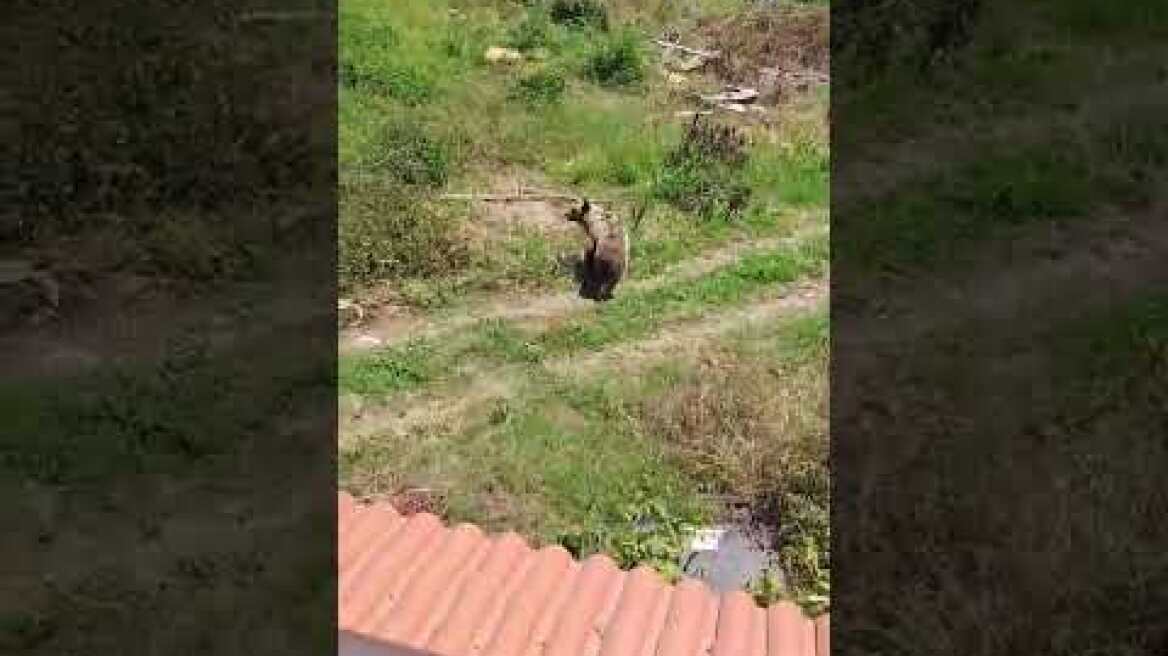 Αρκούδα στην Εορδαίας (2)