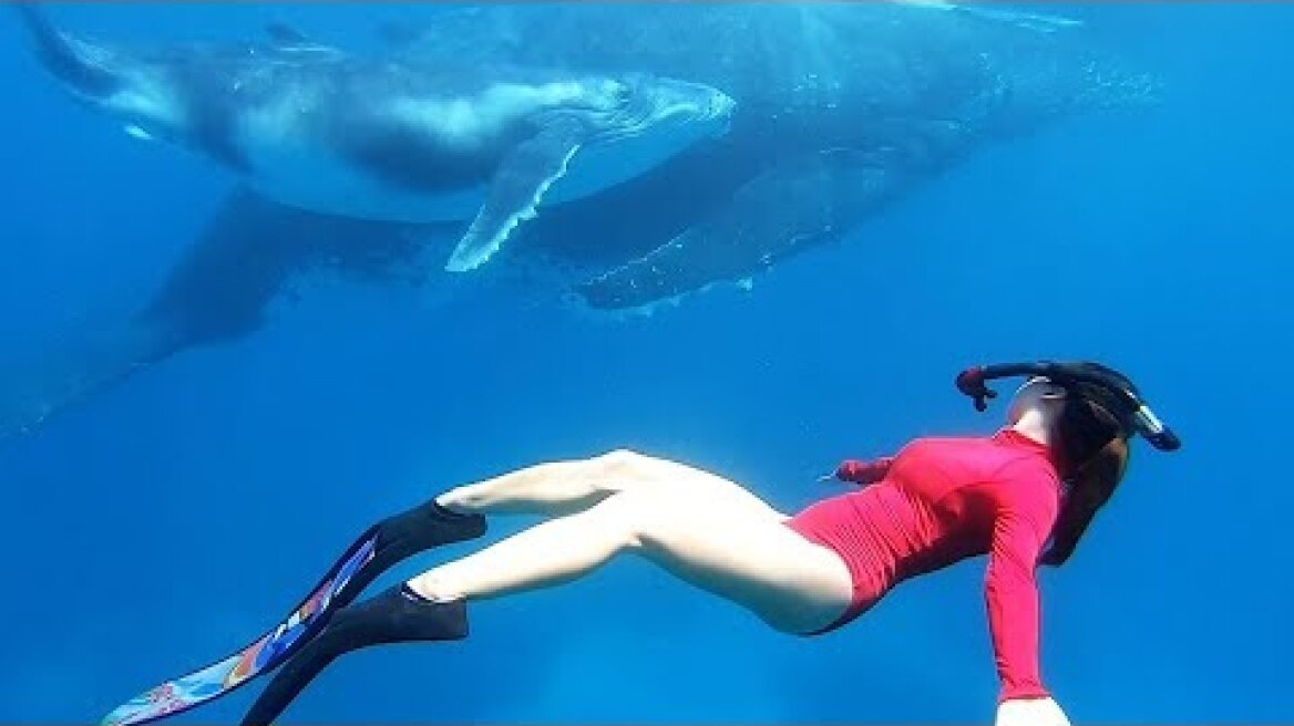 Εκπληκτική συγχρονισμένη κολύμβηση με φάλαινες