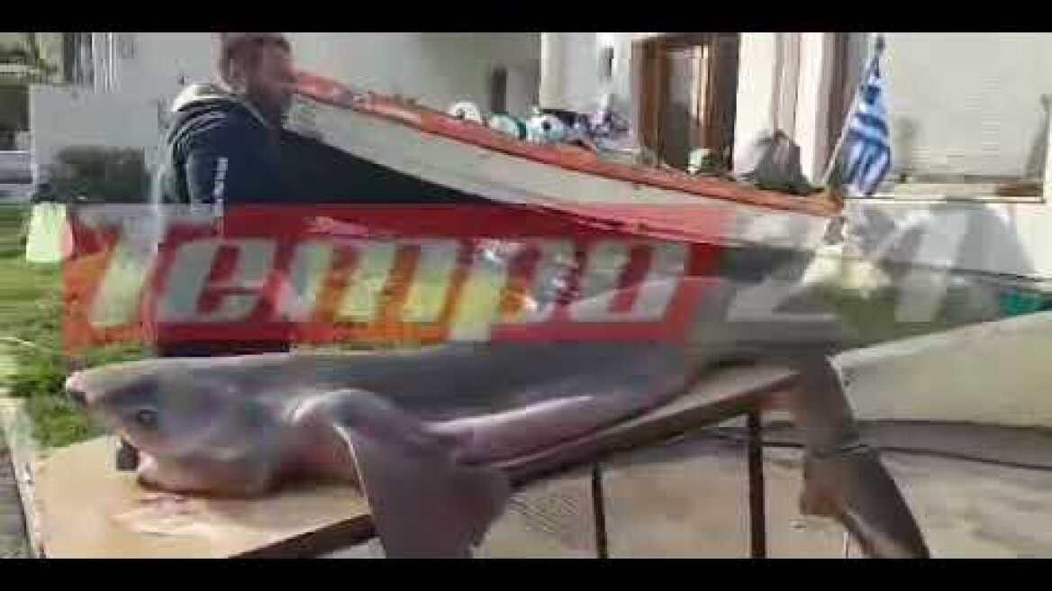 Πάτρα: Καρχαρίας αλιεύτηκε τον Κορινθιακό κόλπο 2