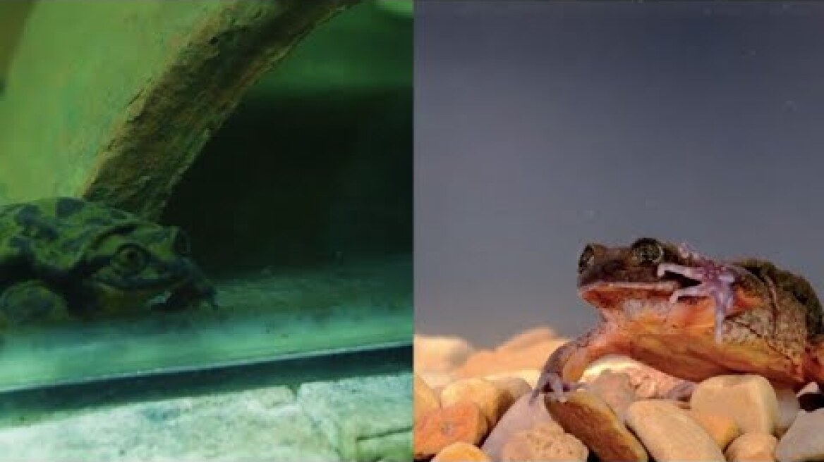Romeo and Juliet: the last hopes to save Bolivian aquatic frog