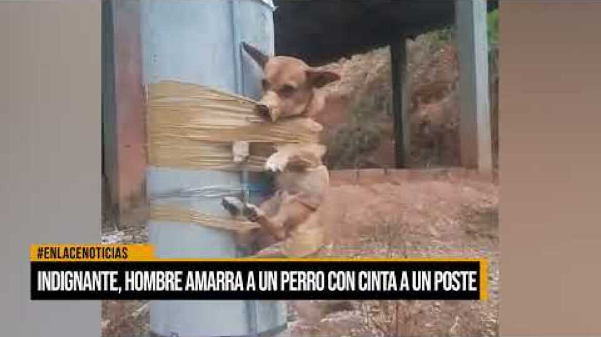 Indignante, hombre amarra a un perro con cinta a un poste