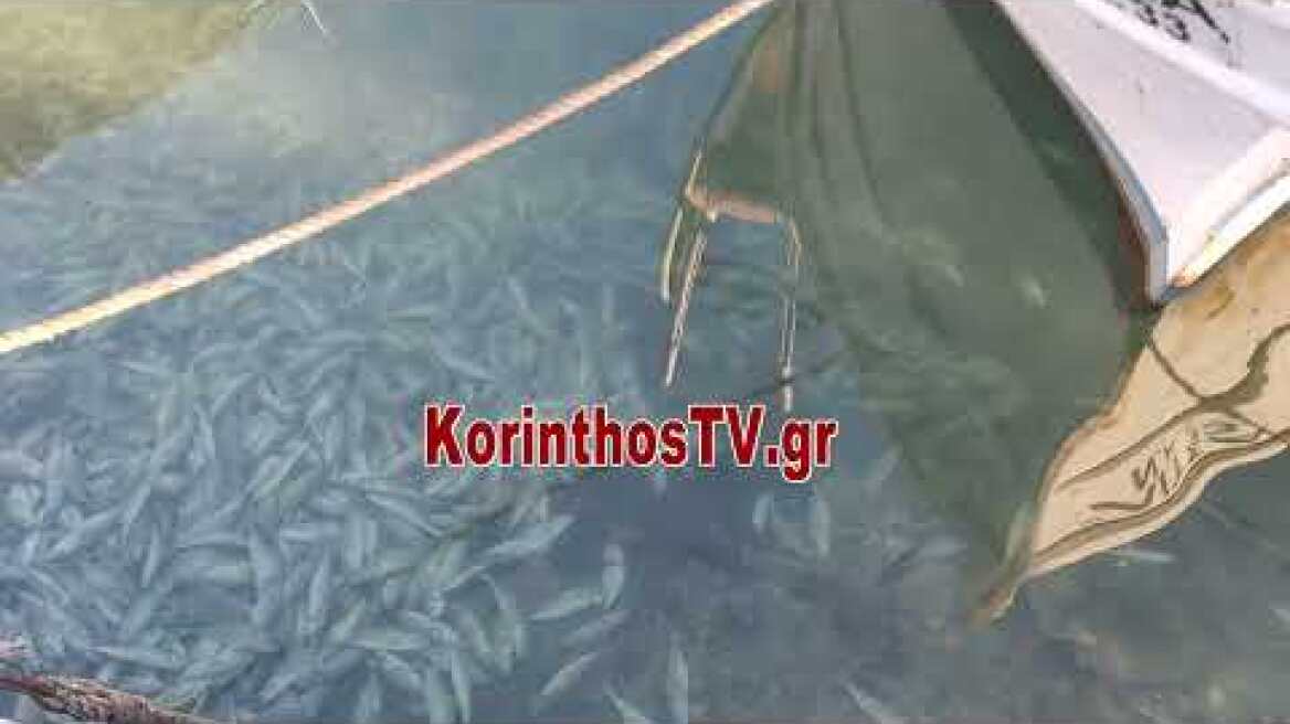Γέμισε νεκρά ψάρια το λιμάνι της Κορίνθου