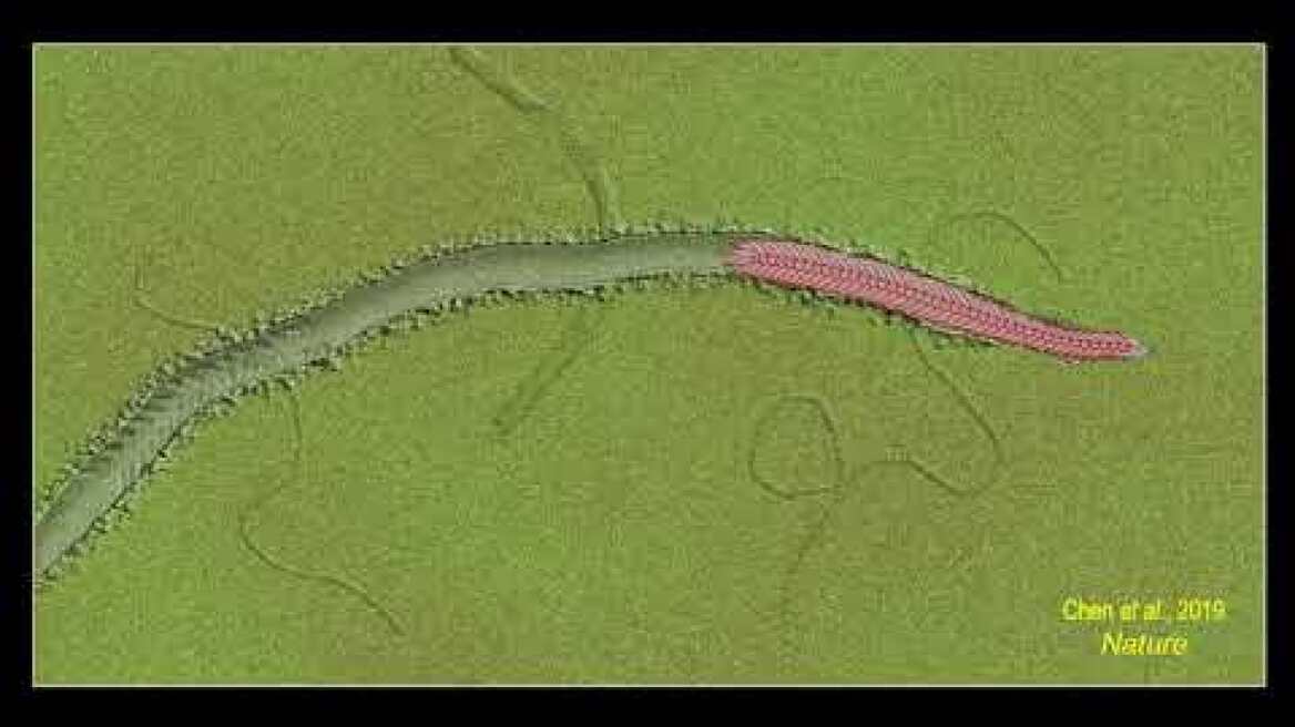 Animation of yilingia ani