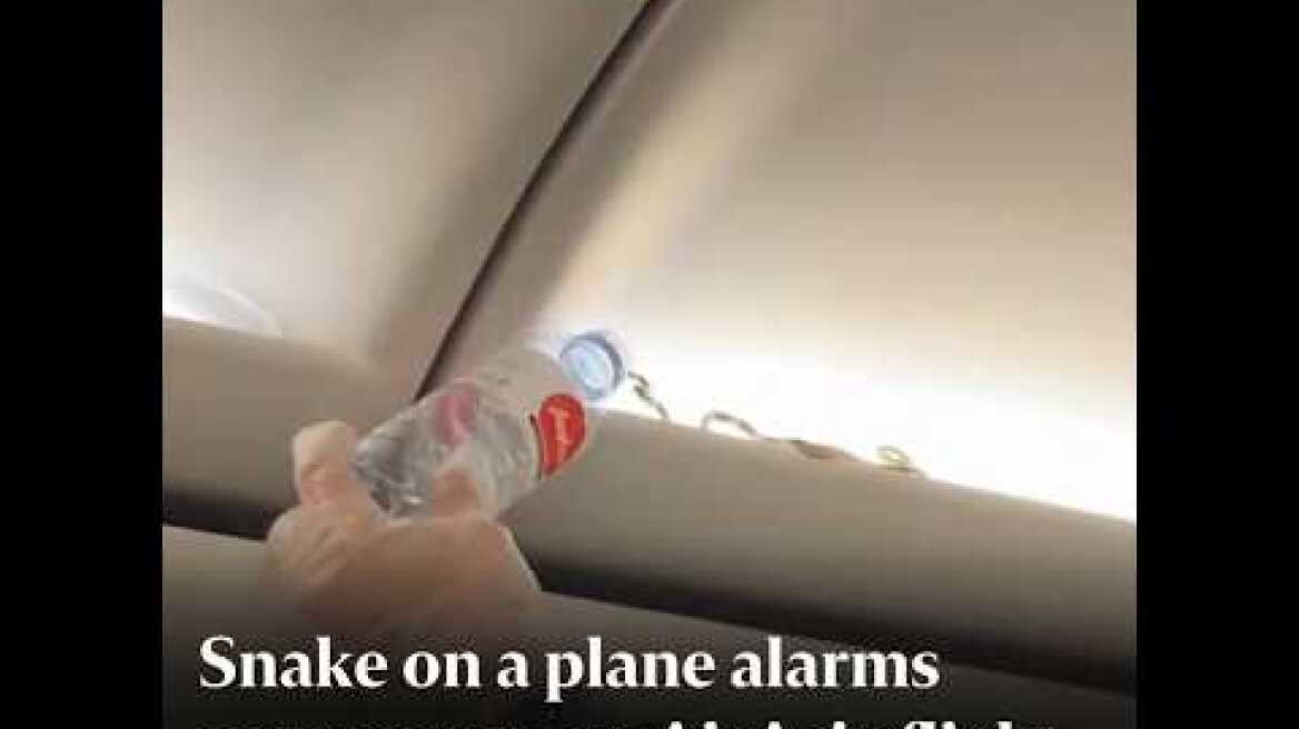 Snake on AirAsia flight alarms passengers