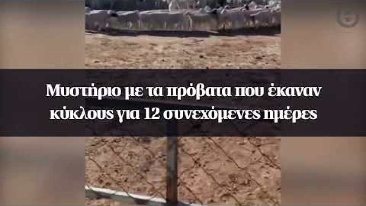 Μυστήριο με τα πρόβατα που έκαναν κύκλους για 12 συνεχόμενες ημέρες