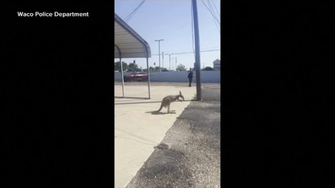 Waco Police Department pursues a loose kangaroo after it escaped from a wildlife rescue