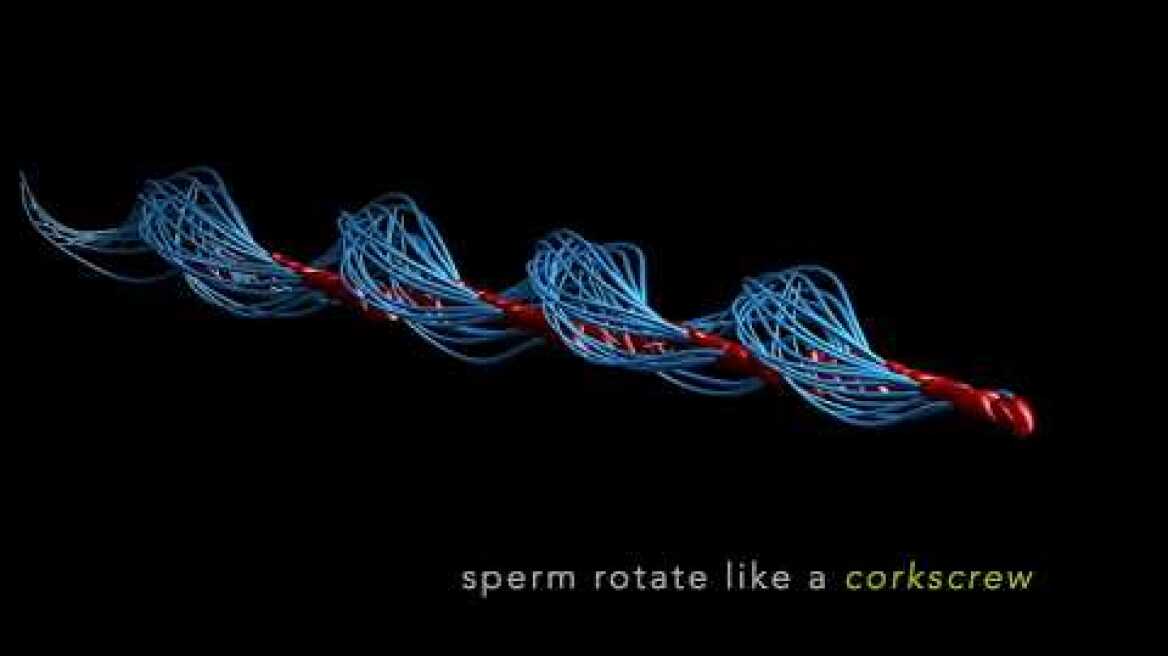 Spinners, not swimmers: how sperm fooled scientists for 350 years