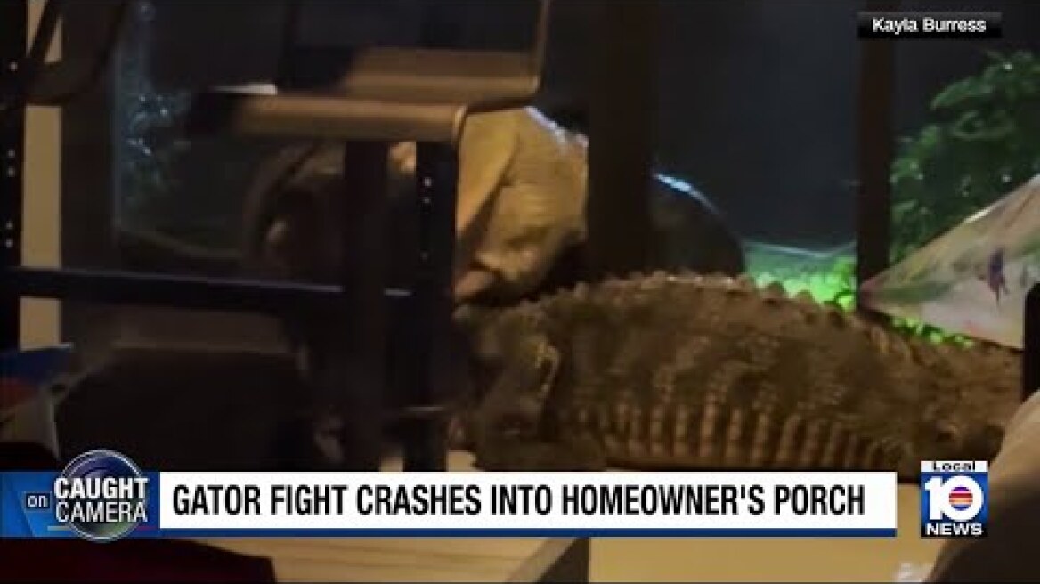 Alligators brawl outside southwest Florida home