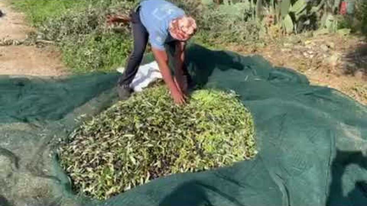 Κλοπές λαδιών: Θύματα από όλη την Ελλάδα μιλούν στο Πρώτο Θέμα (4)