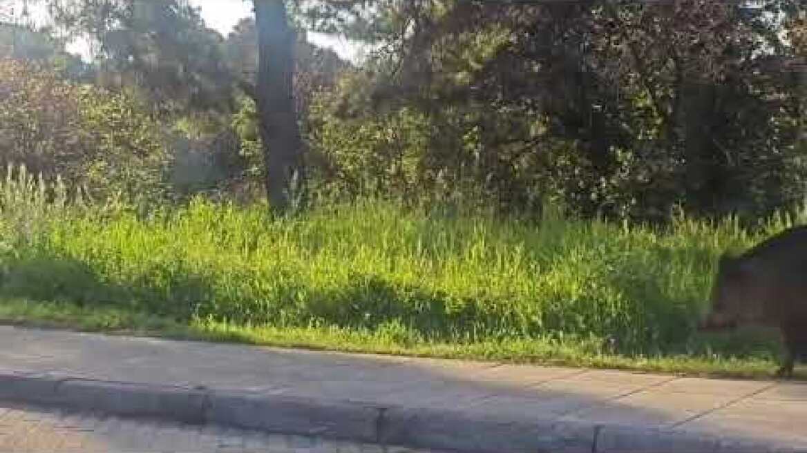 Μεγάλο αγριογούρουνο στην Εκάλη (1)