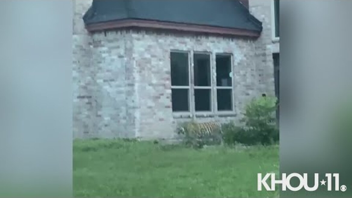 Viewer video: Tiger loose in Houston neighborhood