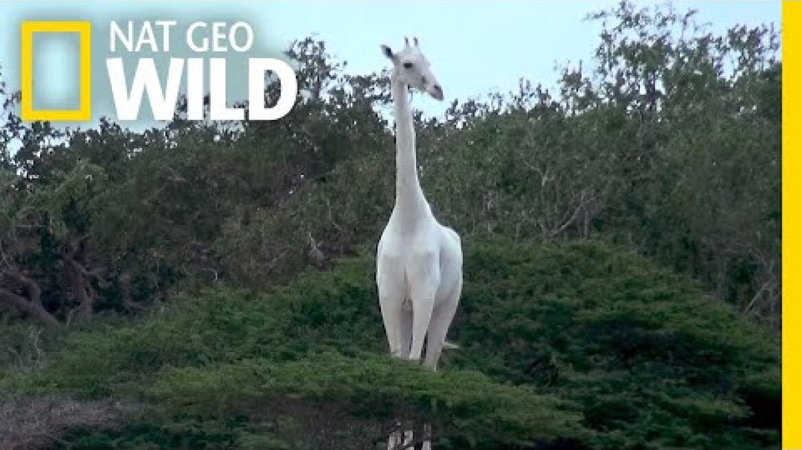 See a Pair of Rare White Giraffes | Nat Geo Wild
