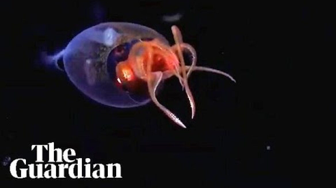 Live colossal squid captured on video in wild for first time ever