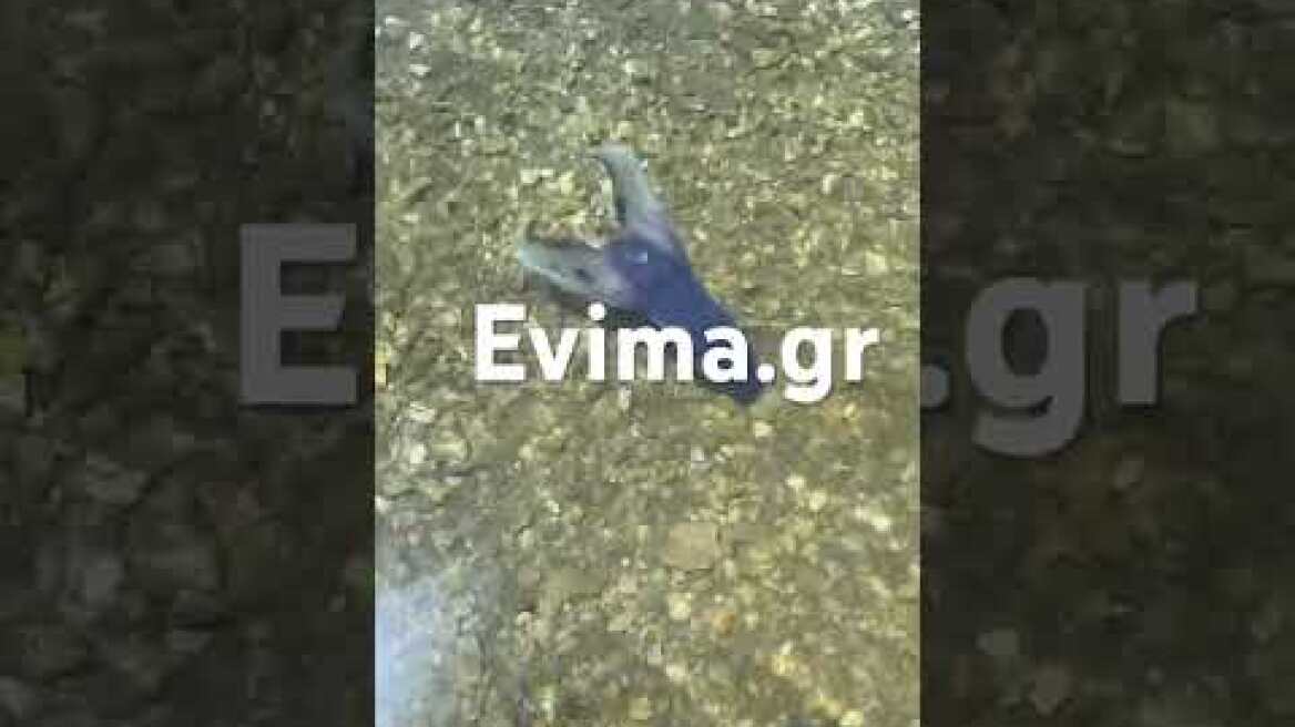 Σπάνιο χταπόδι σε παραλία της Εύβοιας