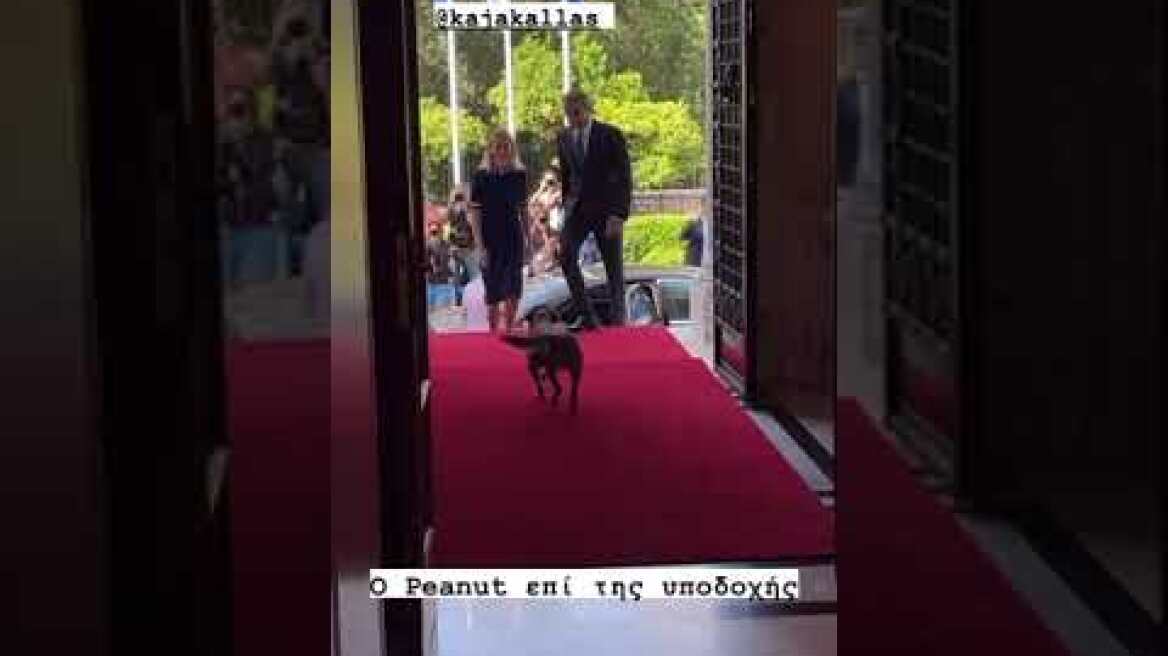 O Peanut υποδέχτηκε την πρωθυπουργό της Εσθονίας στο Μέγαρο Μαξίμου