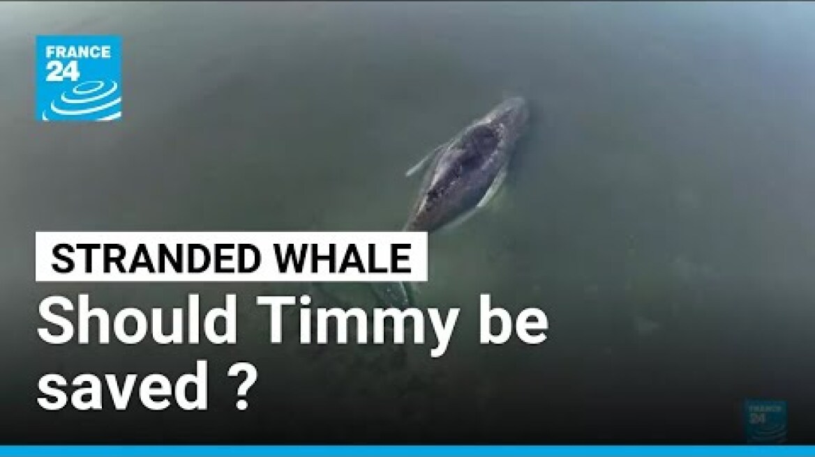 Should Timmy, the whale stranded off the German coast, be saved? • FRANCE 24 English