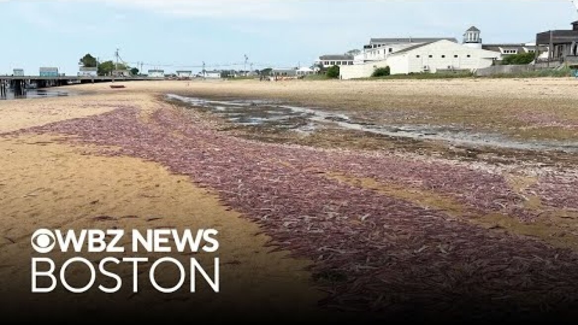 Thousands of dead squid wash ashore in Provincetown, Massachusetts