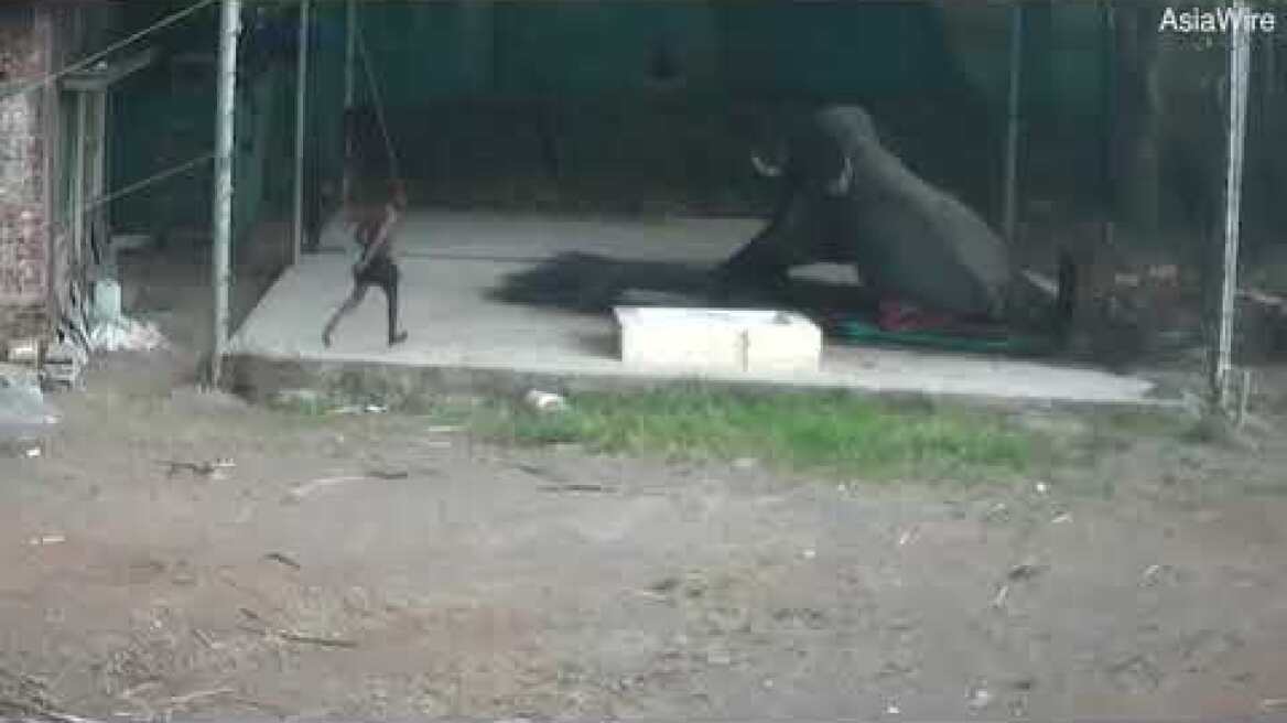 Man killed when elephant sits on him  ‘Carer’ crushed as he beat animal to make it lie down