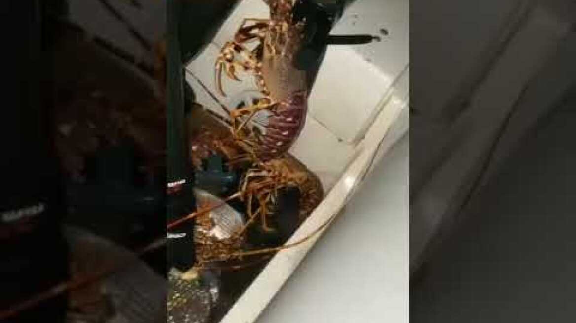 Ψαροτουφεκάς