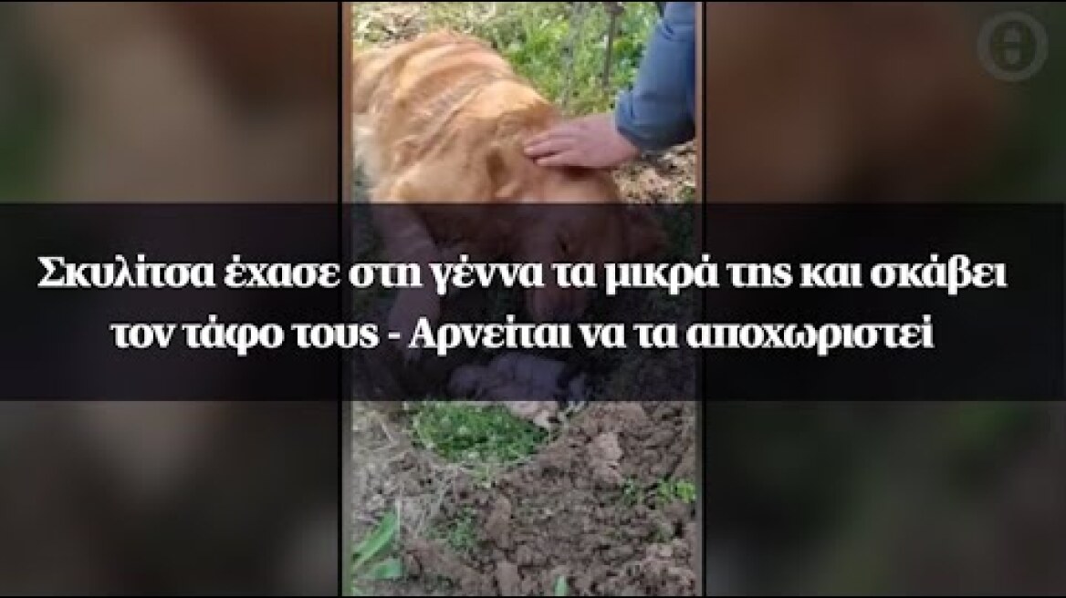 Σκυλίτσα έχασε στη γέννα τα μικρά της και σκάβει τον τάφο τους - Αρνείται να τα αποχωριστεί