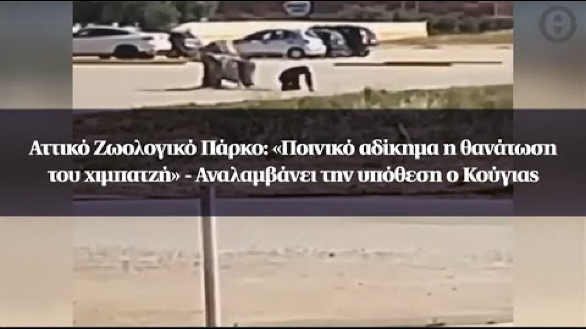 Αττικό Ζωολογικό Πάρκο:«Ποινικό αδίκημα η θανάτωση του χιμπατζή» - Αναλαμβάνει την υπόθεση ο Κούγιας