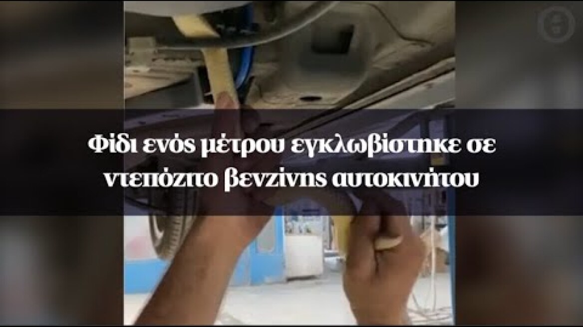 Φίδι ενός μέτρου εγκλωβίστηκε σε ντεπόζιτο βενζίνης αυτοκινήτου