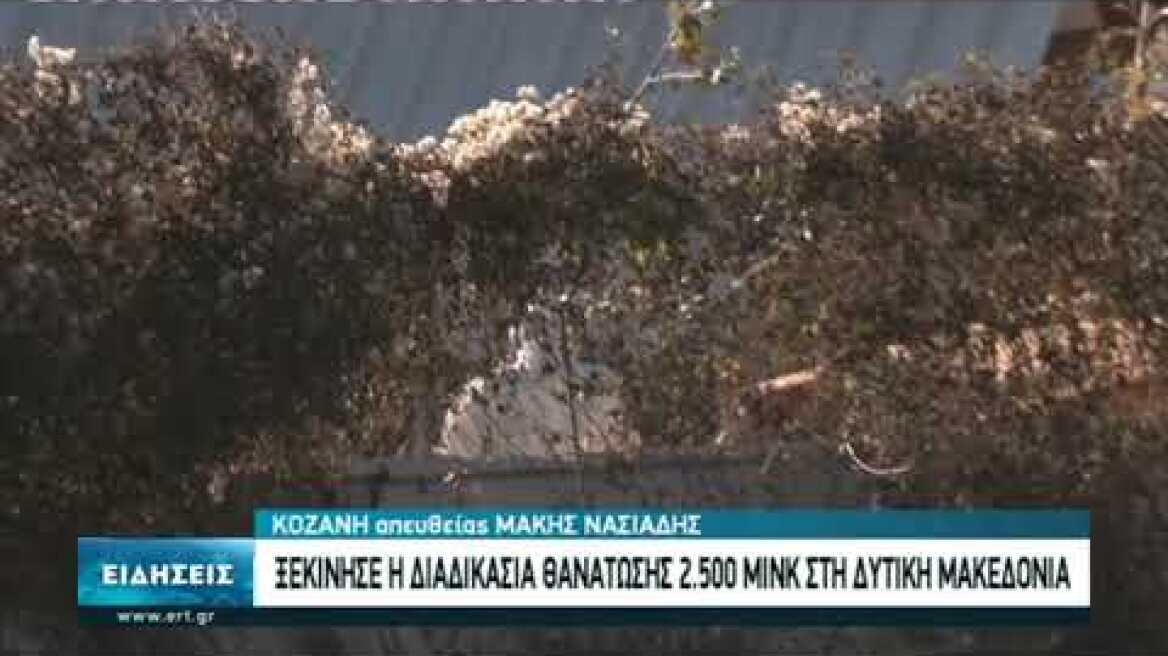 Θανατώνονται τα μινκ στην Κοζάνη | 14/11/2020 | ΕΡΤ