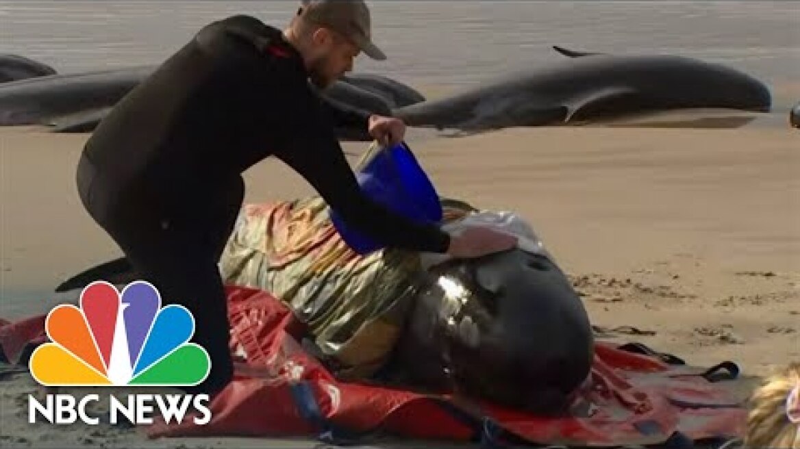 Rescuers Race To Save Around 230 Whales Stranded On Tasmanian Beach