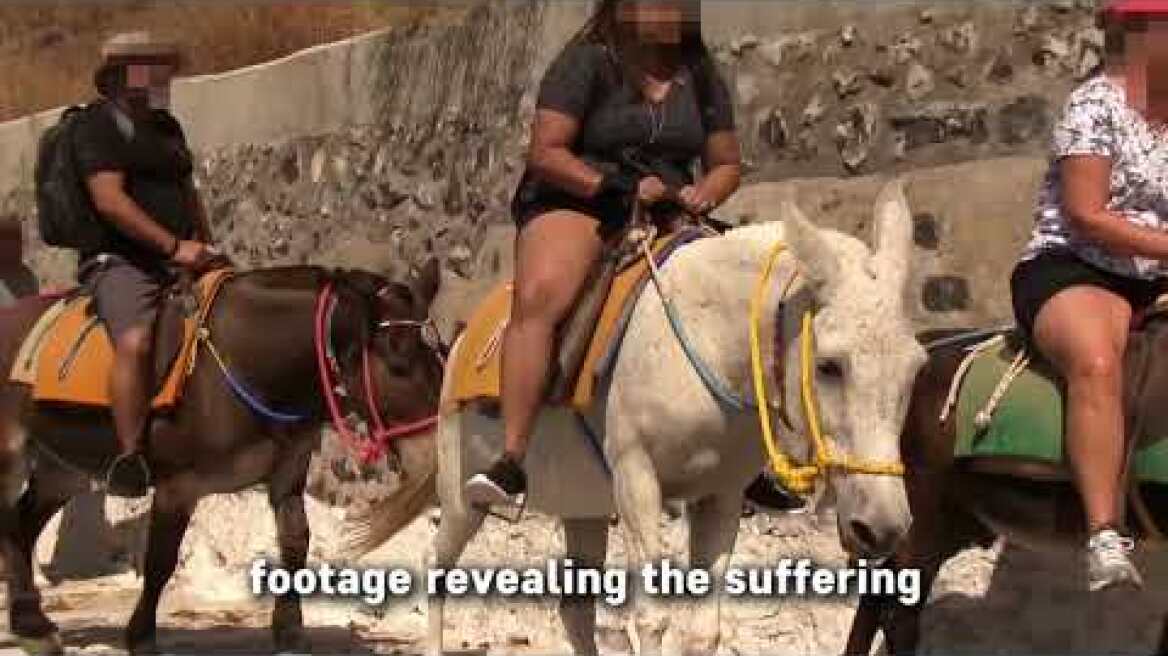 New Footage From Santorini: Donkeys and Mules Are Still Being Abused!