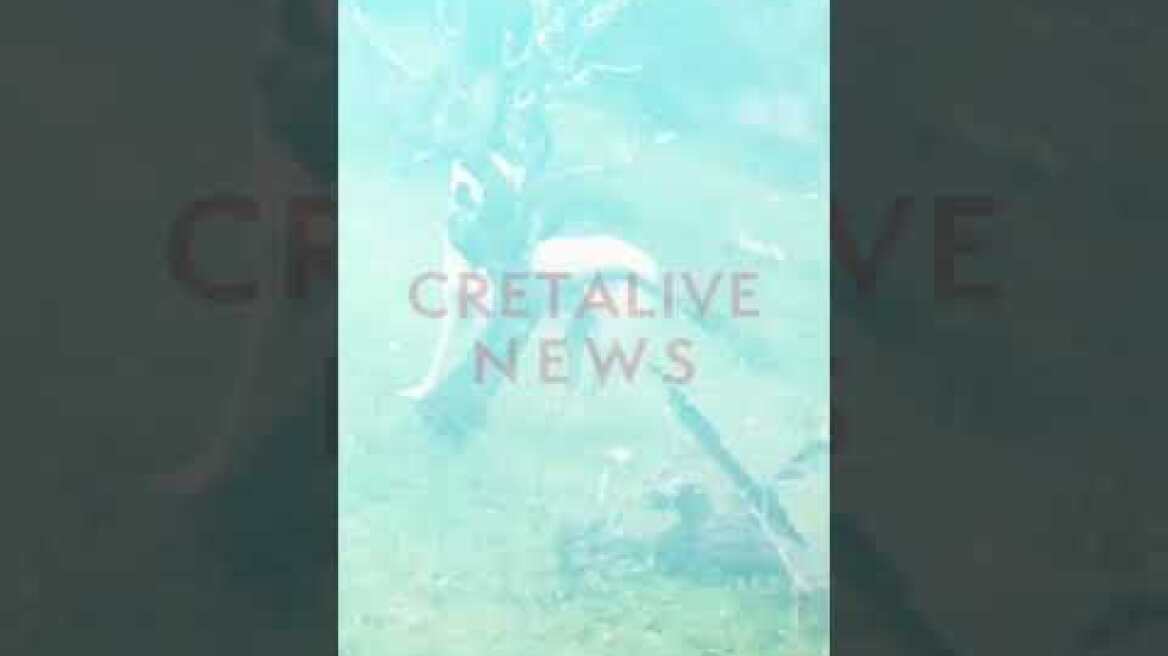 Συγκλονιστικό βίντεο: Σκυλίτσα... οδηγεί διασώστη για να σώσει το κουτάβι της