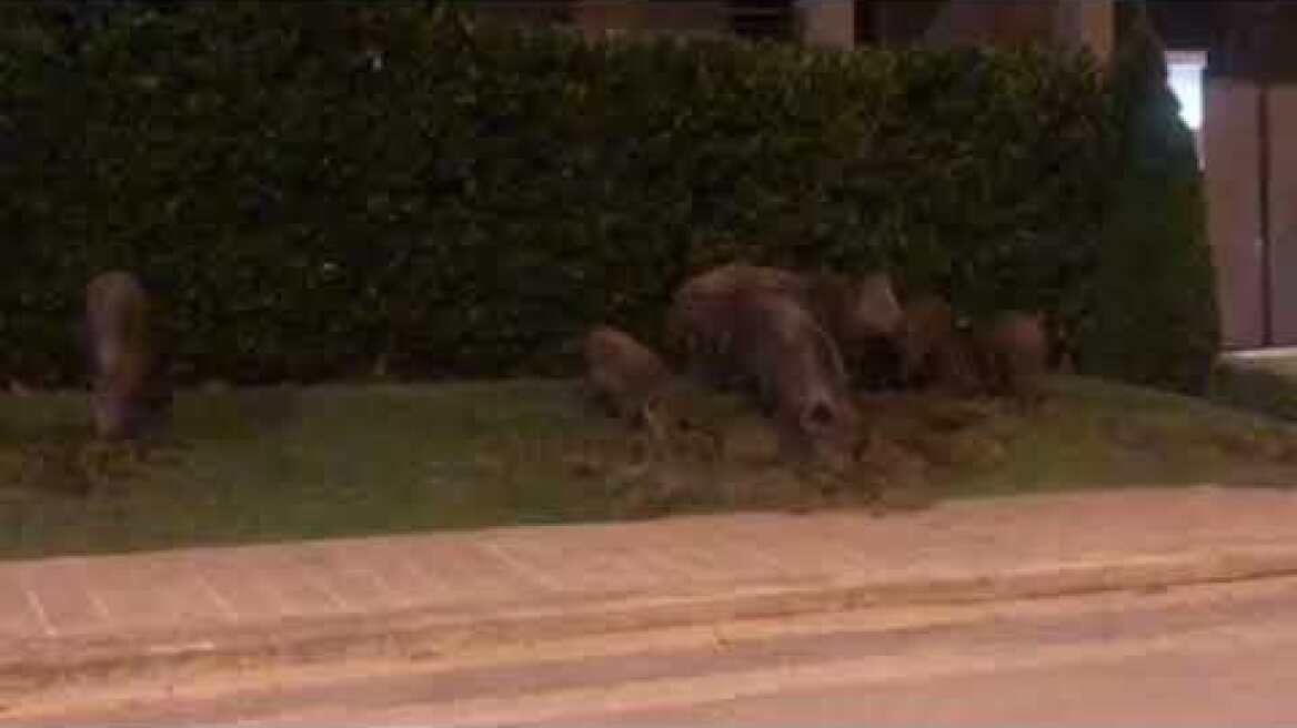 Αγριογούρουνα κόβουν βόλτες σε κεντρικό σημείο του Διόνυσου