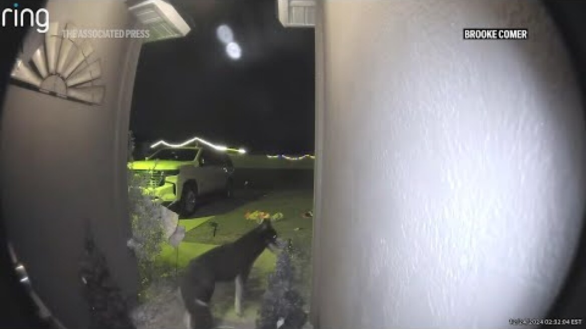 Family’s Christmas wish answered when their missing dog rings the doorbell and returns home