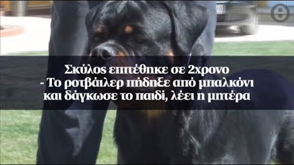 Σκύλος επιτέθηκε σε 2χρονο - Το ροτβάιλερ πήδηξε από μπαλκόνι και δάγκωσε το παιδί, λέει η μητέρα