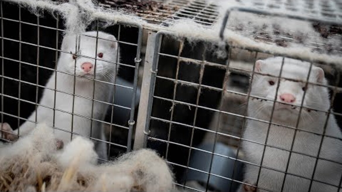Mink Covid: Why we should be worried