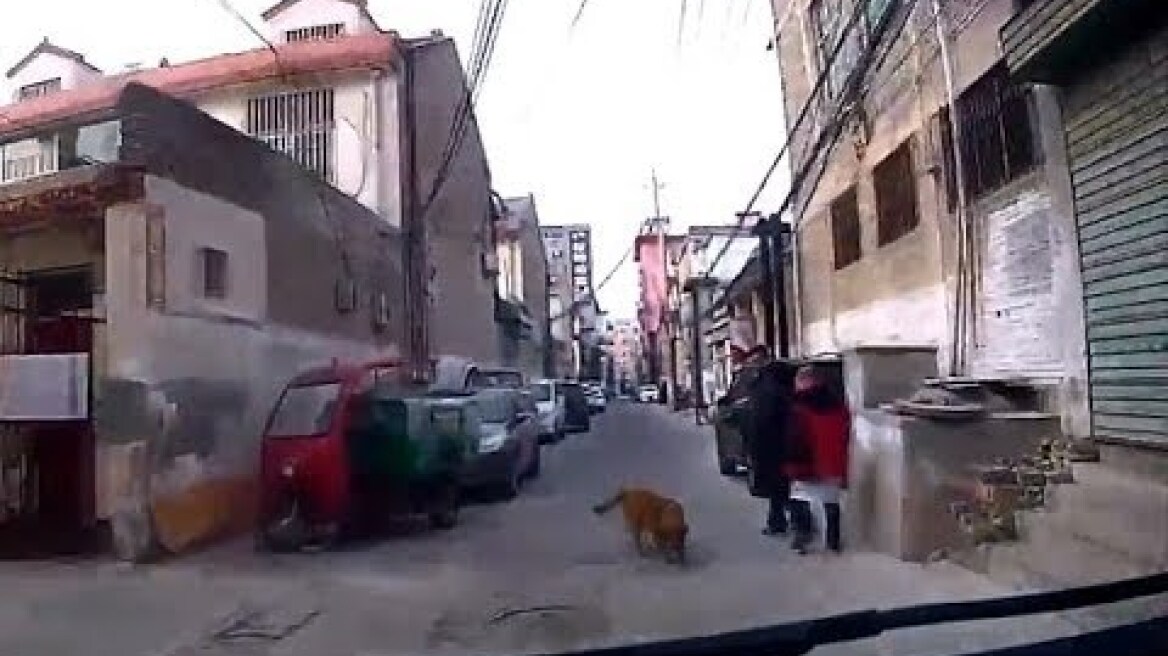 Golden Retriever saves it's owner by leading ambulance to him down a small alleyway.
