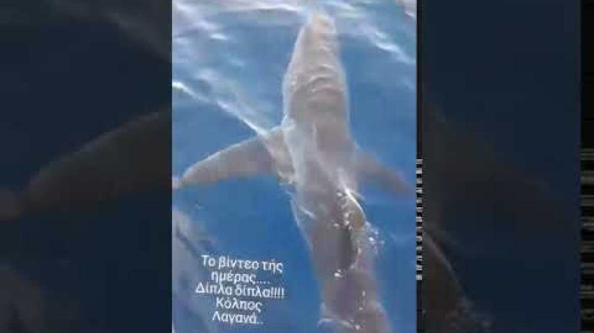 Καρχαρίας κάνει βόλτα στον κόλπο του Λαγανά