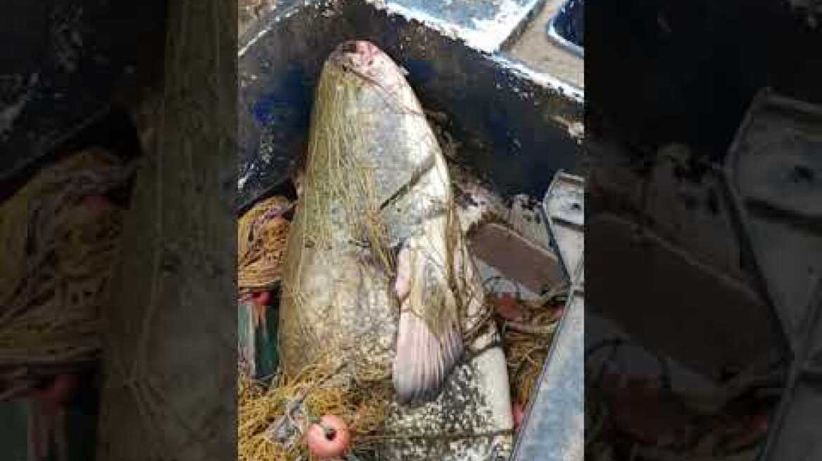 Γουλιανός 25κλ στα δίχτυα στον #Πηνειό